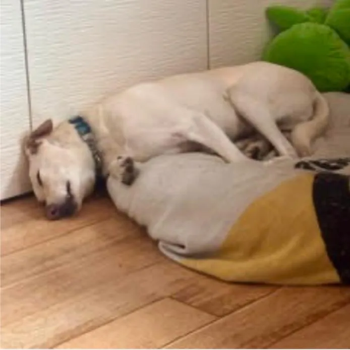 An adult small-sized male White / Cream Labrador Retriever dog named Ivan for adoption in Buffalo, MN
