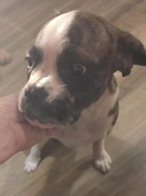 A young small-sized female Cavalier King Charles Spaniel dog named Callie for adoption in Decatur, GA