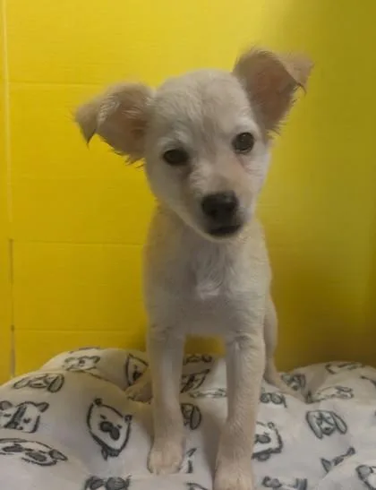 A baby small-sized male Terrier dog named Jeremiah for adoption in Houston, TX