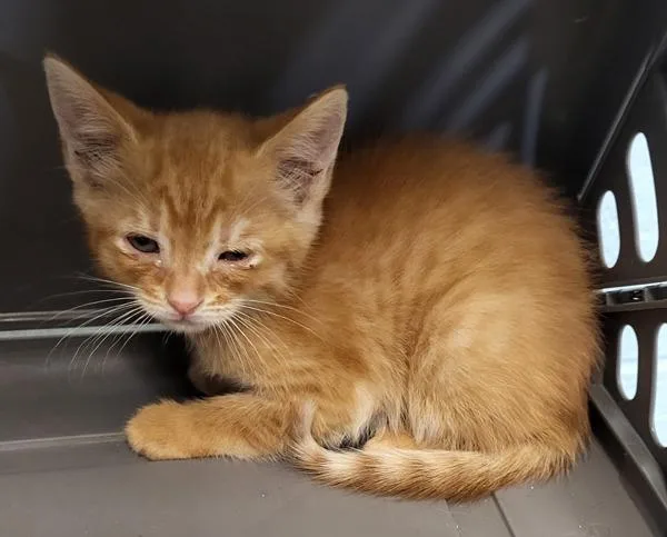 A baby small-sized male Domestic Short Hair cat named Sf  Cheese for adoption in Lawrenceville, GA