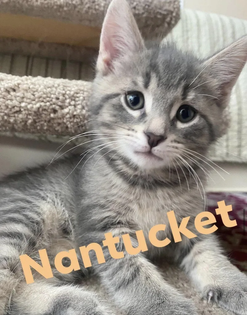 A baby medium-sized male Tabby (Gray / Blue / Silver) Domestic Short Hair cat named Nashville & Nantucket for adoption in Cincinnati, OH