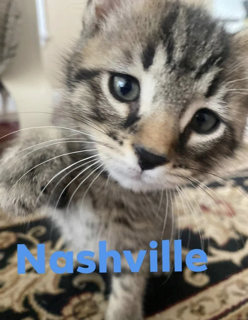 Nashville & Nantucket thumbnail 2