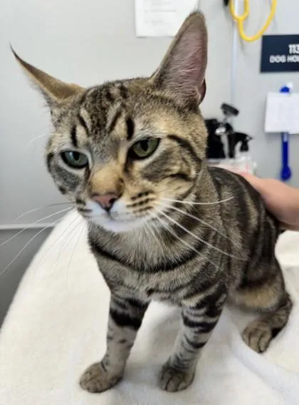 An adult large-sized male Domestic Short Hair cat named Toffee for adoption in Lafayette, IN