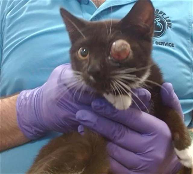 A baby small-sized female Domestic Short Hair cat named Mila for adoption in Miami, FL