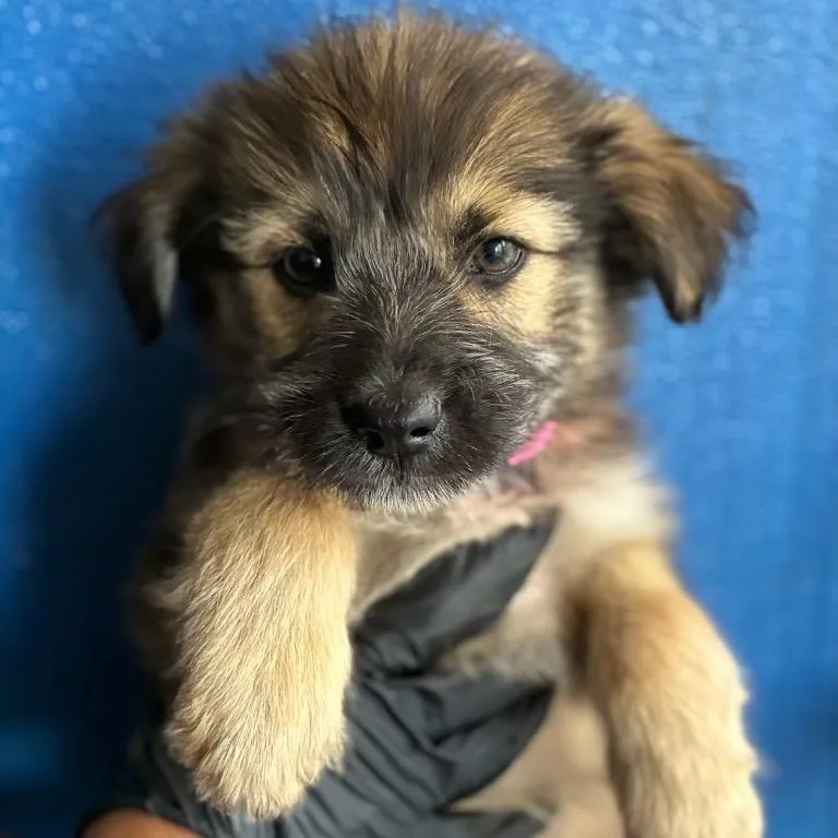 A baby medium-sized female Black Shepherd dog named Wibble for adoption in Point Richmond, CA