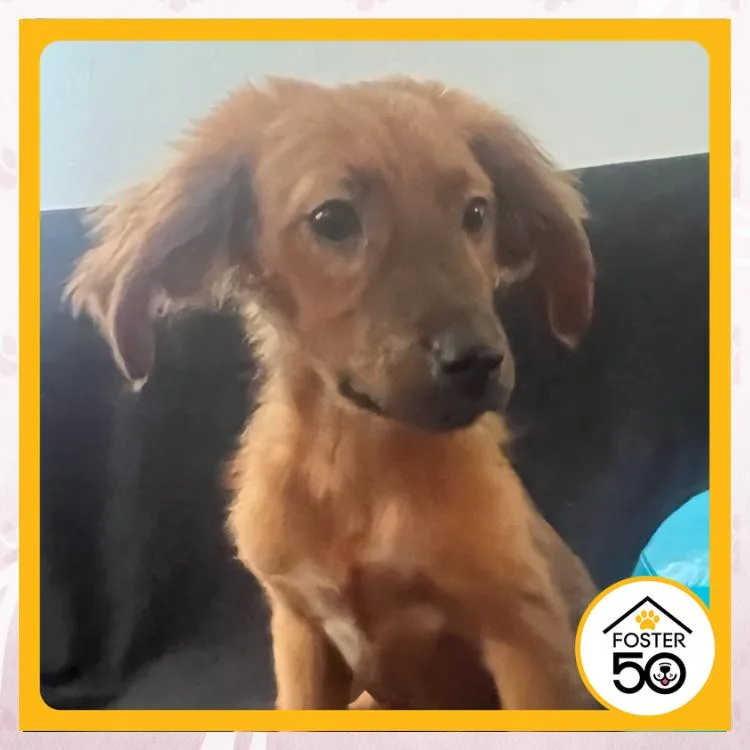 A baby small-sized male Yellow / Tan / Blond / Fawn Mixed Breed dog named Gio Reyna for adoption in Toms River, NJ