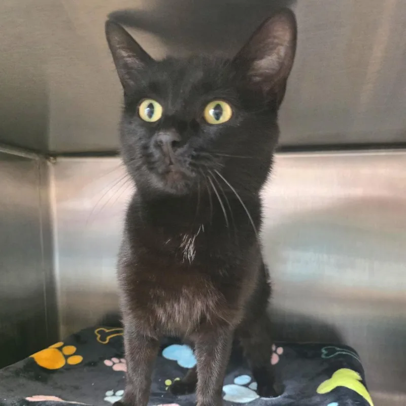 An adult medium-sized female Black Domestic Short Hair cat named Daffodil for adoption in Fort Wayne, IN