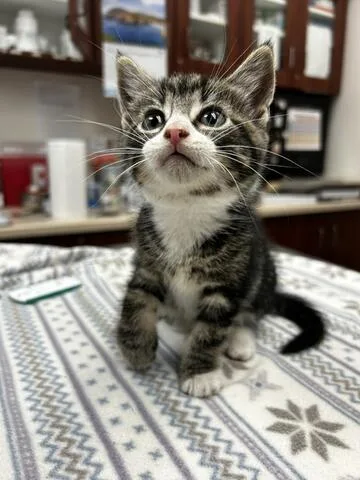 A baby medium-sized male Tabby (Brown / Chocolate) Domestic Short Hair cat named Nemo for adoption in Chambersburg, PA