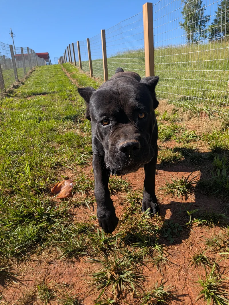 An adult large-sized male Black Cane Corso dog named Max for adoption in Rutherfordton, NC