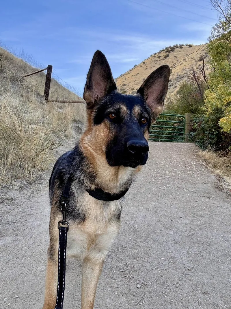 A young large-sized male German Shepherd Dog named Duke for adoption in Eagle, ID