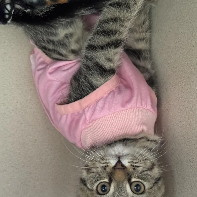 A baby small-sized female Tabby (Brown / Chocolate) Domestic Short Hair cat named Jordan and Jessie for adoption in Salem, NH