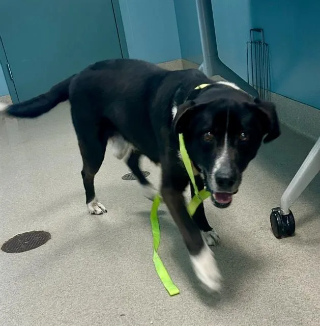 An adult medium-sized male Hound dog named Puzzle for adoption in Newton, NC