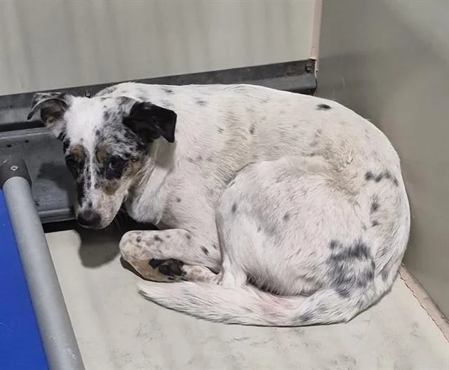 A young medium-sized female Australian Shepherd dog named Fettuccine for adoption in Bakersfield, CA