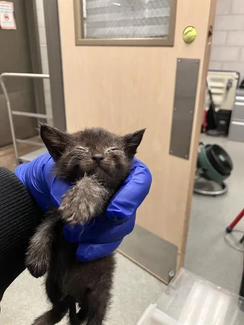 A baby medium-sized female Domestic Short Hair cat named Mater for adoption in Dallas, TX