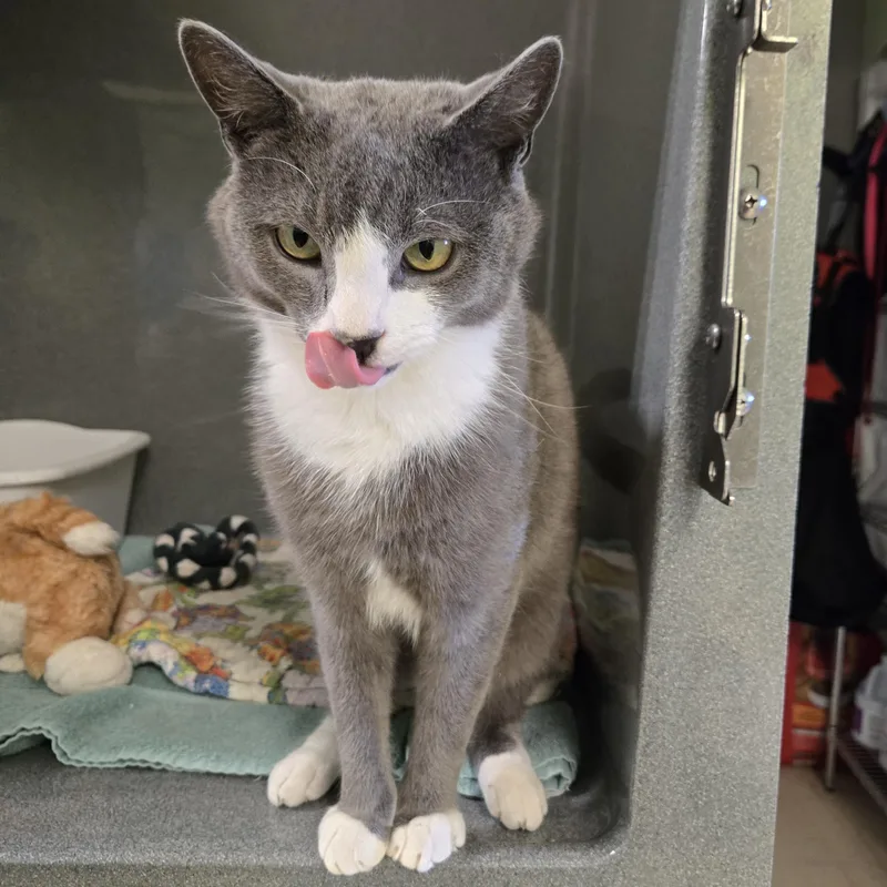 An adult small-sized male Gray & White Domestic Short Hair cat named Pixel for adoption in Paris, ME