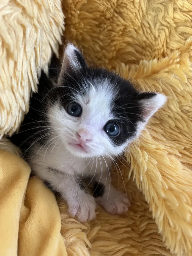 A young medium-sized male Black & White / Tuxedo Domestic Short Hair cat named Hotdog for adoption in Greensboro, NC