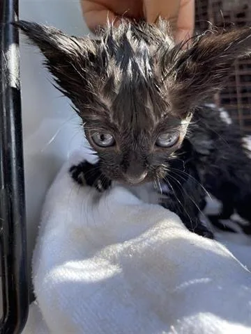 A baby medium-sized female Domestic Short Hair cat named A for adoption in Houston, TX