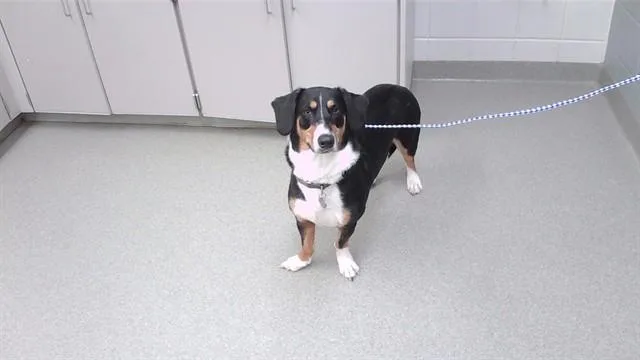 A young medium-sized male Entlebucher dog named Ollie for adoption in Omaha, NE