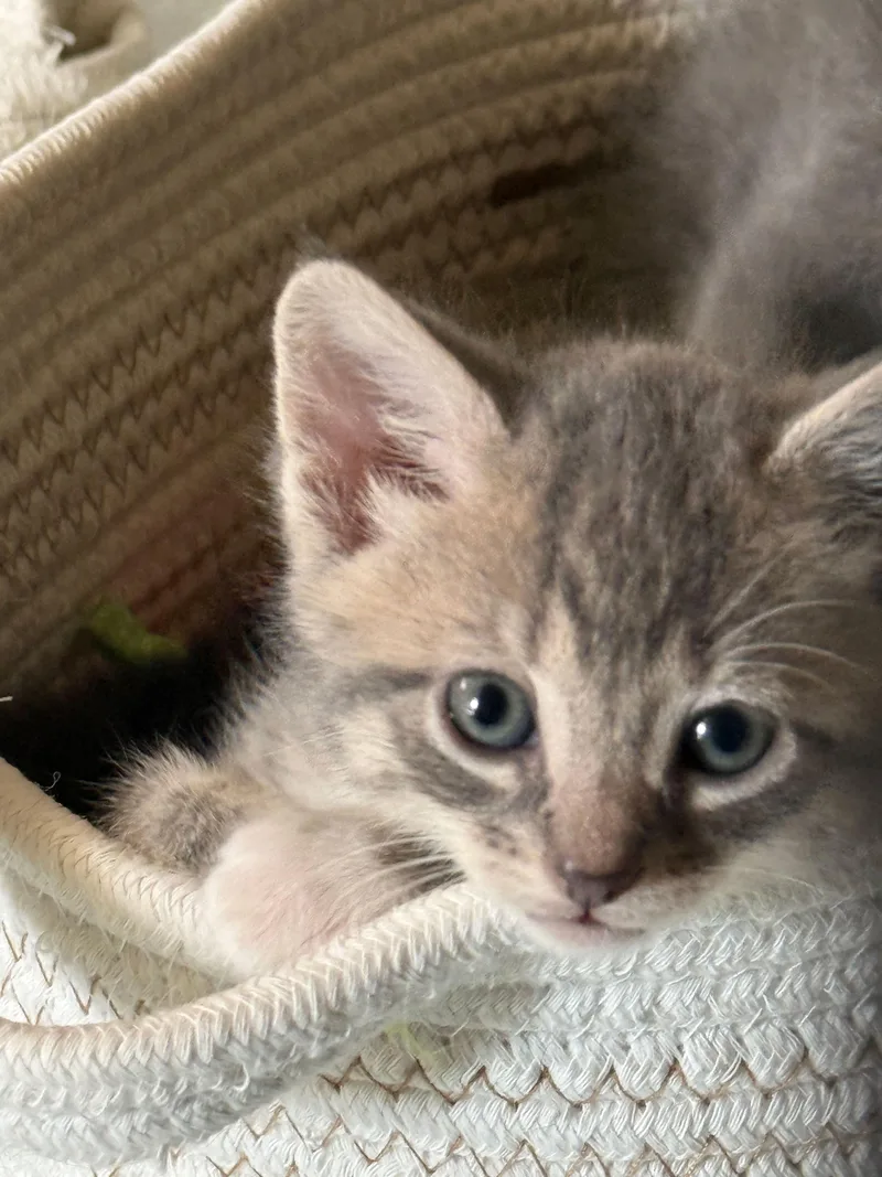 A baby medium-sized female Tabby (Gray / Blue / Silver) Domestic Short Hair cat named Snow Leopard for adoption in Columbia, SC