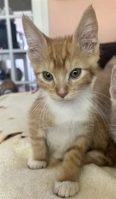 A baby small-sized male Domestic Short Hair cat named Frankie for adoption in Sacramento, CA