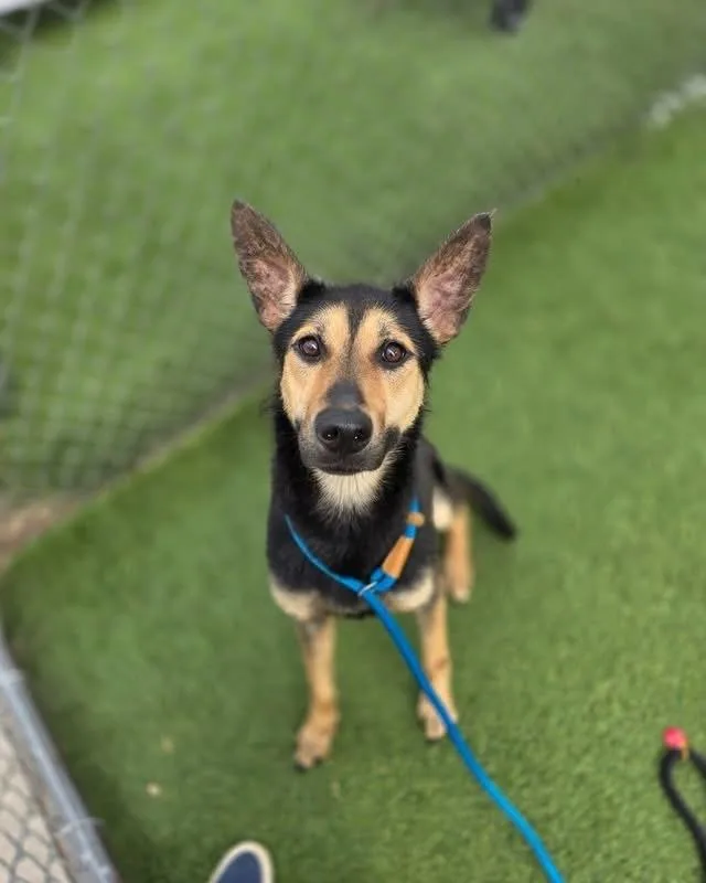 A young medium-sized female Brown / Chocolate German Shepherd Dog dog named Maisy for adoption in Brewster , NY