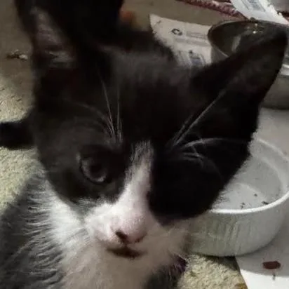 A baby small-sized male Black Domestic Short Hair cat named Handsey for adoption in Fayetteville, GA