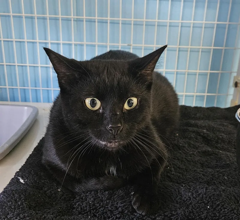 An adult small-sized female Domestic Medium Hair cat named Cataleya for adoption in Claremont, NH