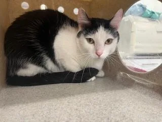 A young large-sized female Domestic Short Hair cat named Jackie for adoption in Antioch, CA