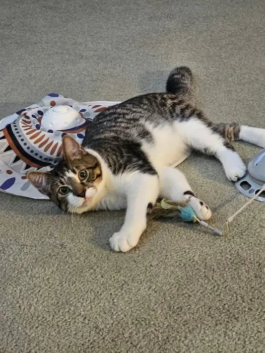 A young medium-sized male Tabby (Brown / Chocolate) Domestic Short Hair cat named Boulder for adoption in Reading, PA