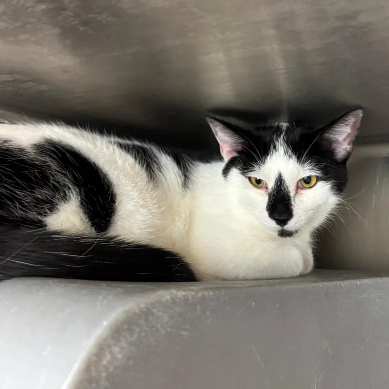 A young medium-sized male White Domestic Short Hair cat named Termite for adoption in Waukesha, WI