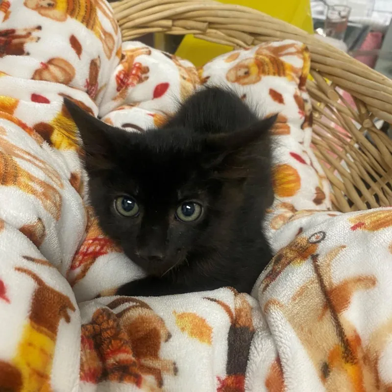 A baby small-sized male Black Domestic Short Hair cat named Onyx for adoption in Henderson, NV