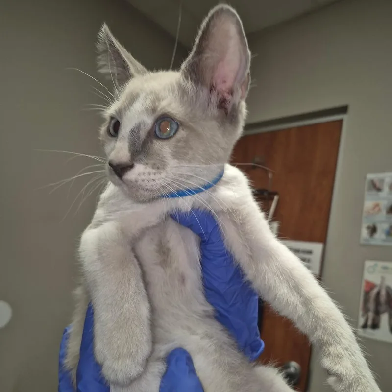 A baby small-sized male Cream / Ivory Domestic Short Hair cat named Philly for adoption in Yuma, AZ