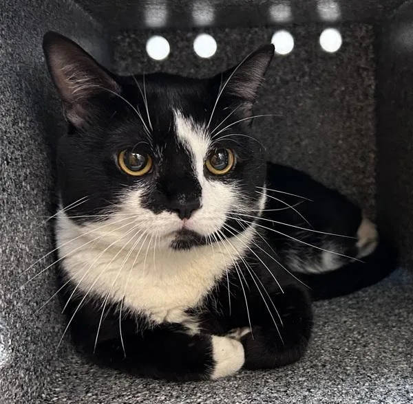 An adult medium-sized male Domestic Short Hair cat named Facey for adoption in New York, NY