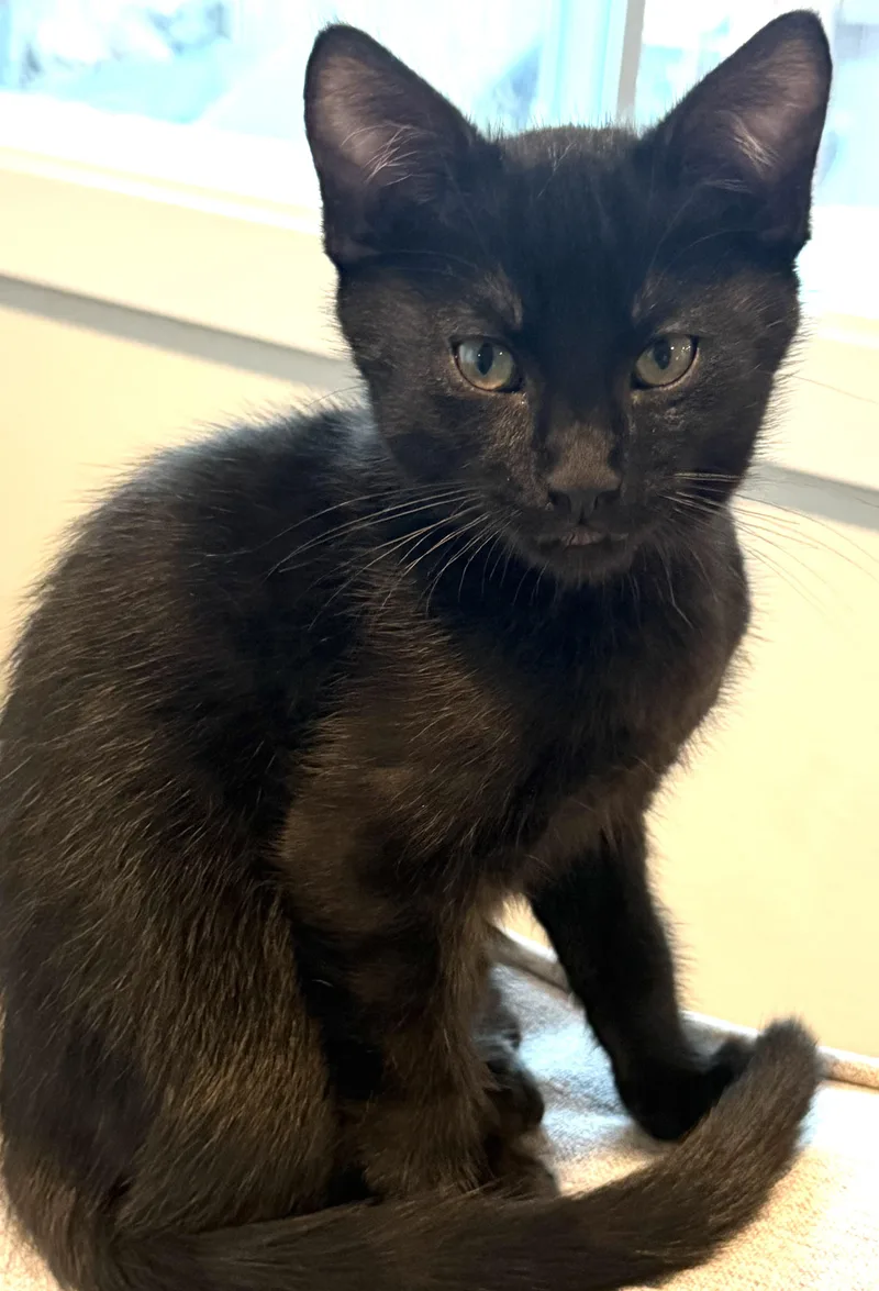 A baby medium-sized male Domestic Short Hair cat named Rue for adoption in Othello, WA