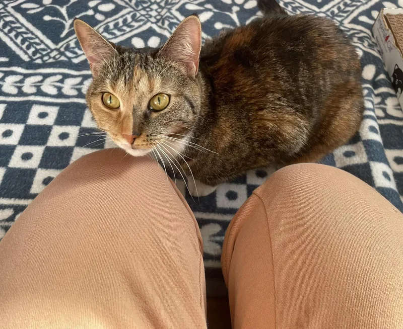 An adult medium-sized female Calico Domestic Short Hair cat named Bonnie for adoption in Roslindale, MA