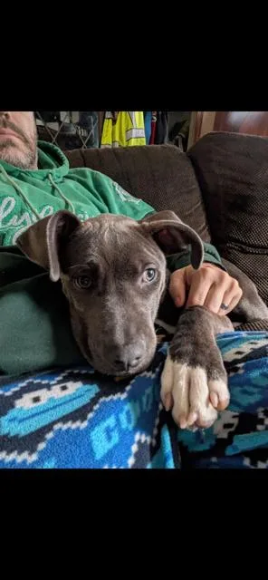 A baby medium-sized female Gray / Blue / Silver Weimaraner dog named Vivacious Valora for adoption in Randolph, MA