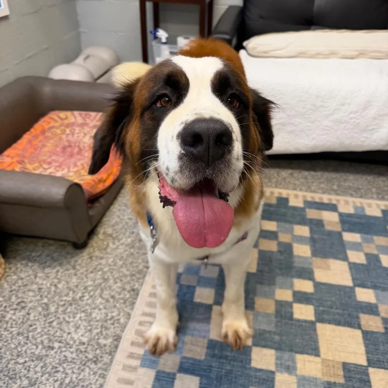 An adult extra large-sized female Brown / Chocolate Saint Bernard dog named Jersey Lane for adoption in Falls Church, VA