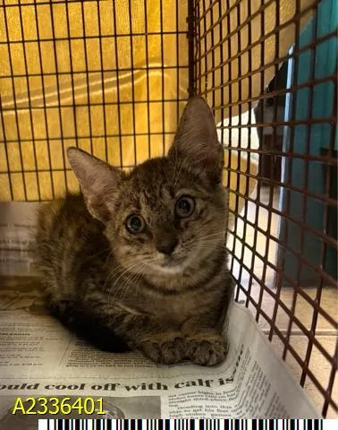 A baby small-sized male Domestic Short Hair cat named Mikey for adoption in West Palm Beach, FL
