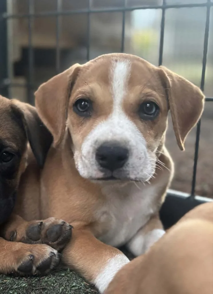 A baby medium-sized male Boxer dog named Peanut for adoption in Seven Points, TX