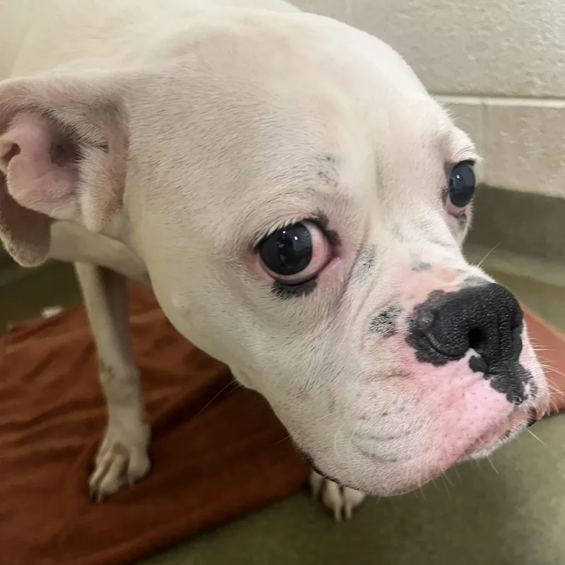 An adult medium-sized female White / Cream Boxer dog named 72799 for adoption in Harrisonburg, VA