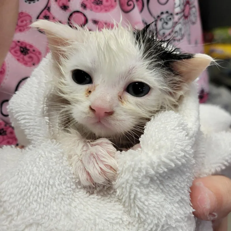 A baby small-sized female White Domestic Short Hair cat named Weeble Wobble for adoption in Ruckersville, VA