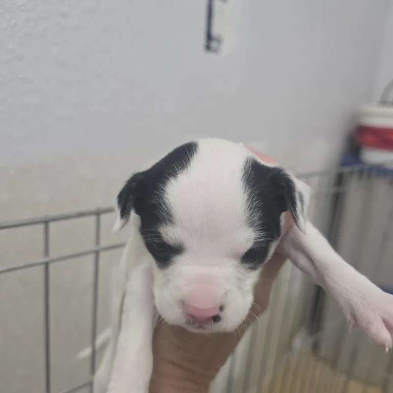 A baby small-sized male White / Cream Beagle dog named Billy for adoption in Brentwood, CA