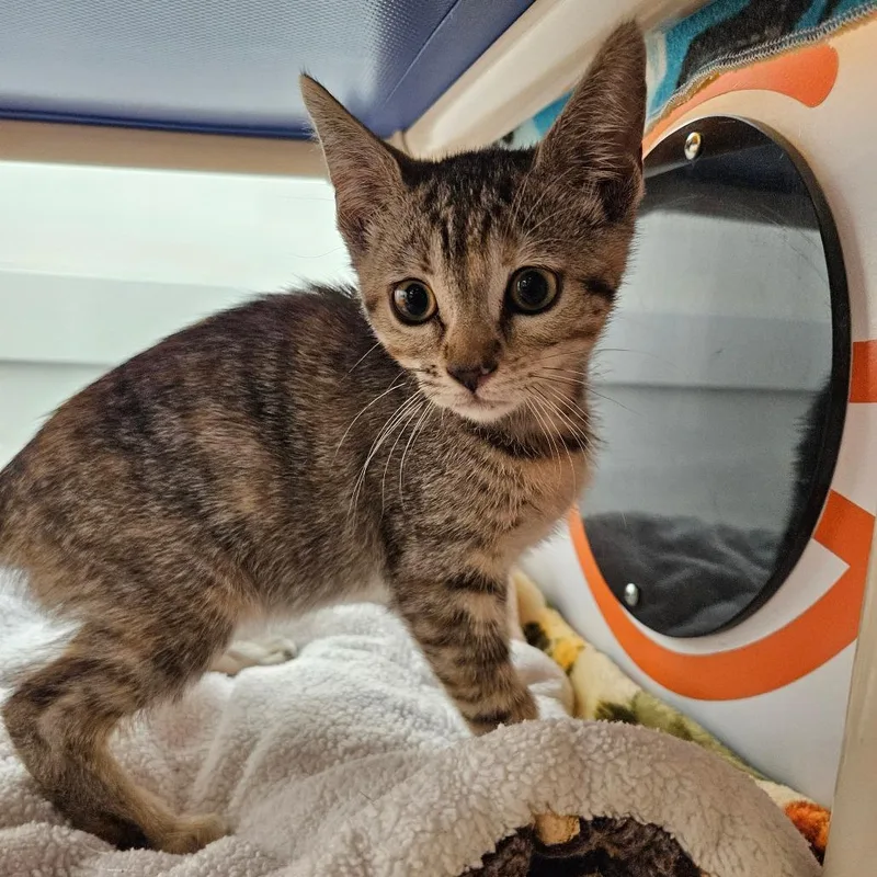 A baby small-sized female Domestic Short Hair cat named Lucrezia for adoption in Los Angeles, CA