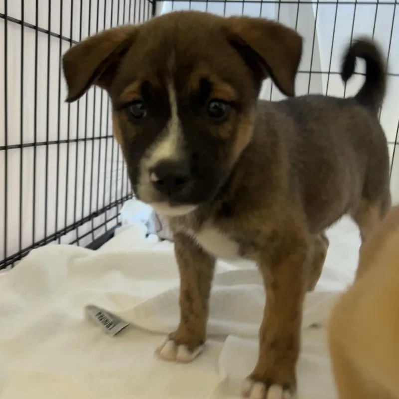 A baby medium-sized male Brown / Chocolate Mixed Breed dog named Pickling Salt for adoption in Moab, UT