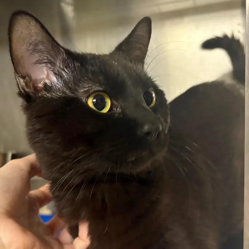 A young large-sized male Black Domestic Short Hair cat named Mort for adoption in Springfield, IL