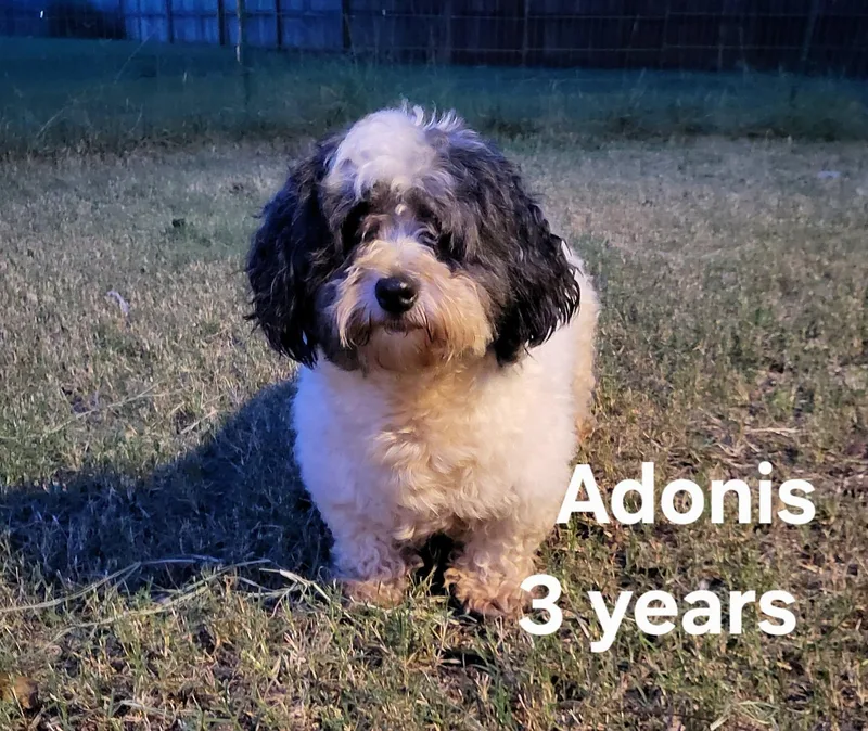 A young small-sized male White / Cream Havanese dog named Adonis for adoption in Salisbury, NC
