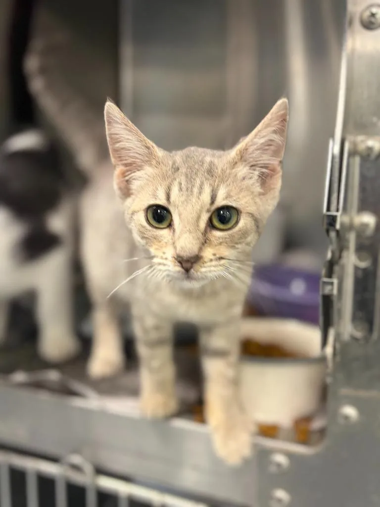 A baby medium-sized female Domestic Short Hair cat named Tessa for adoption in Portland, IN