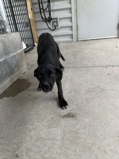A young medium-sized female Labrador Retriever dog named Cedar for adoption in Columbus, IN