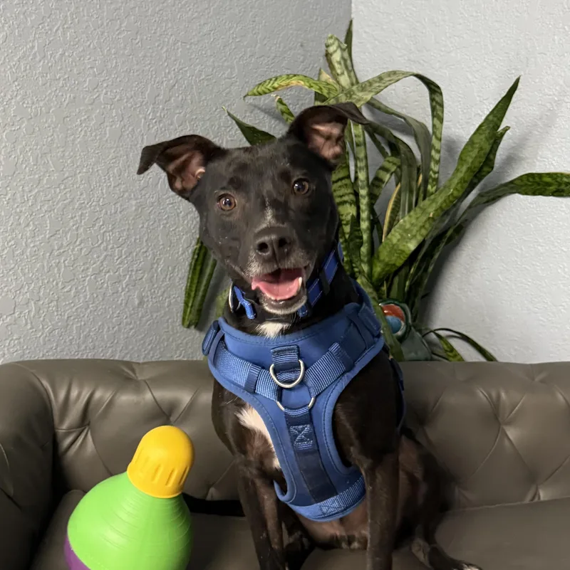 Emmett Everly thumbnail 2