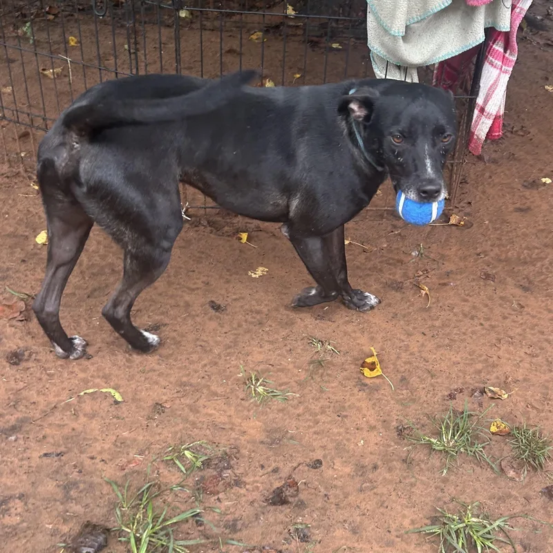 Emmett Everly thumbnail 4